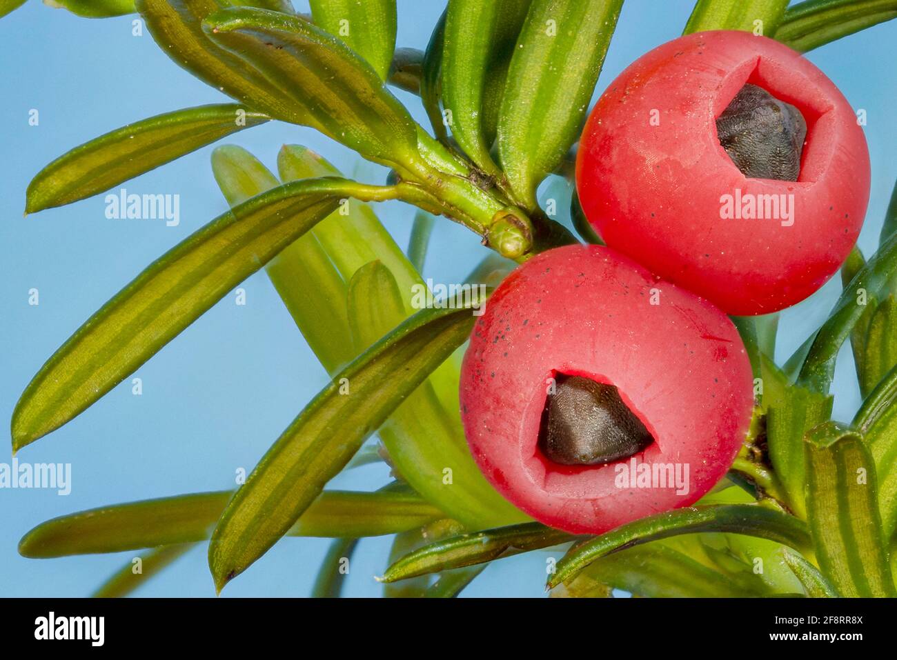 Common yew, English yew, European yew (Taxus baccata), twig with fruits, Germany, Bavaria Stock Photo