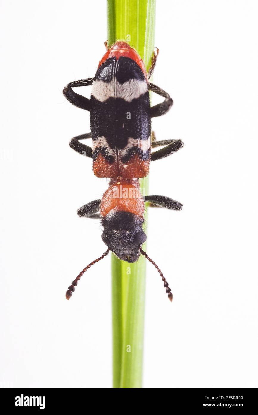 Ant beetle, European Red-bellied Clerid (Thanasimus formicarius), head first on a stem, cut-out Stock Photo
