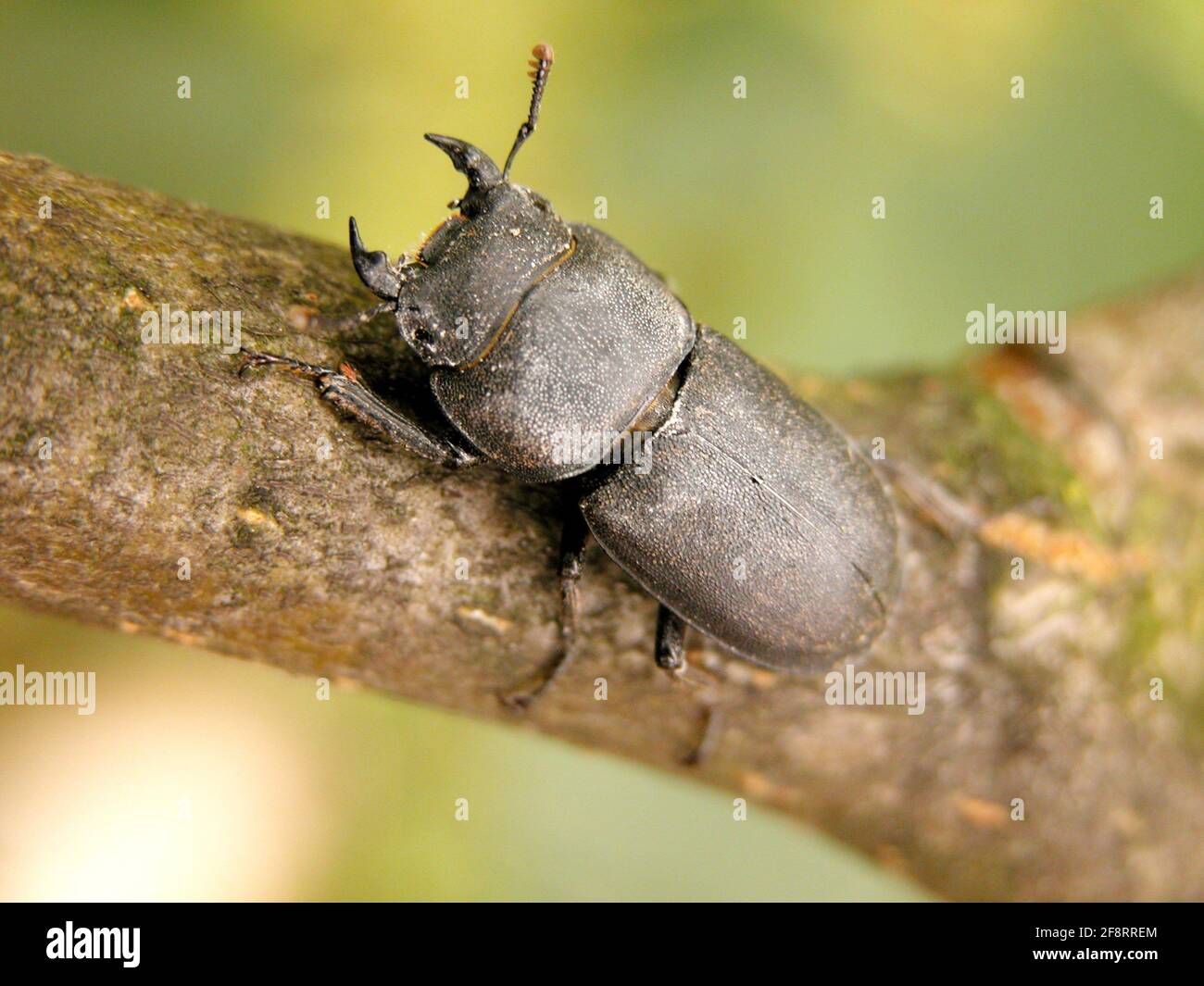 Lesser stag beetle (Dorcus parallelipipedus), female sits on a branch ...