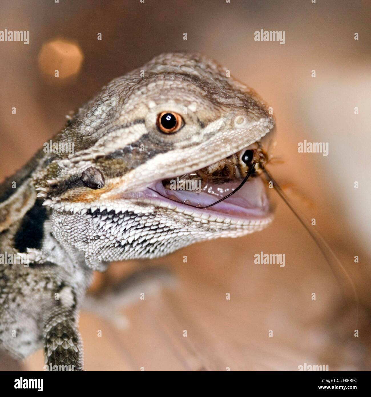 Bearded dragon feeding hires stock photography and images Alamy