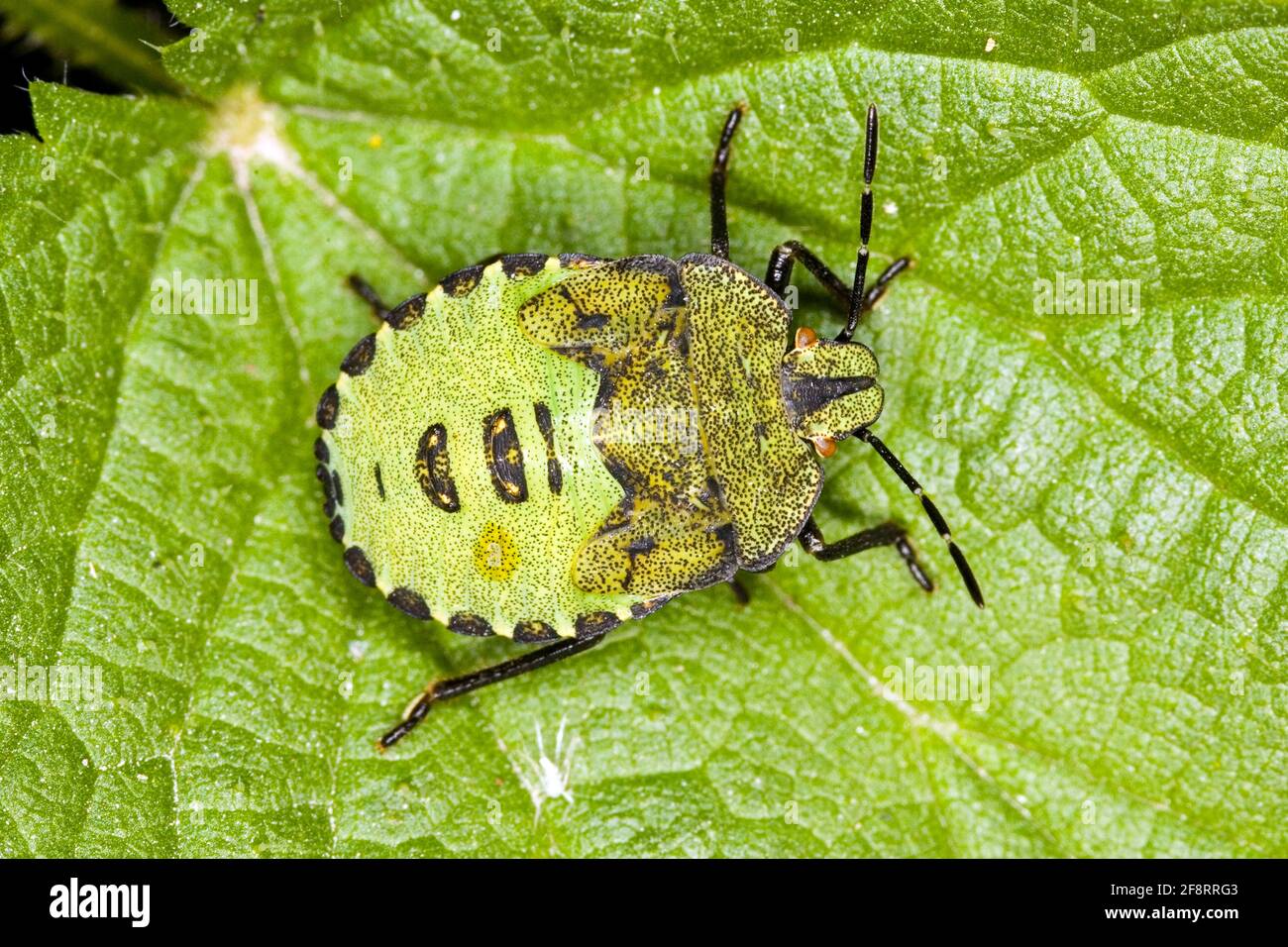 Green shield bug, Common green shield bug (Palomena prasina), larva on a leaf, Austria Stock Photo