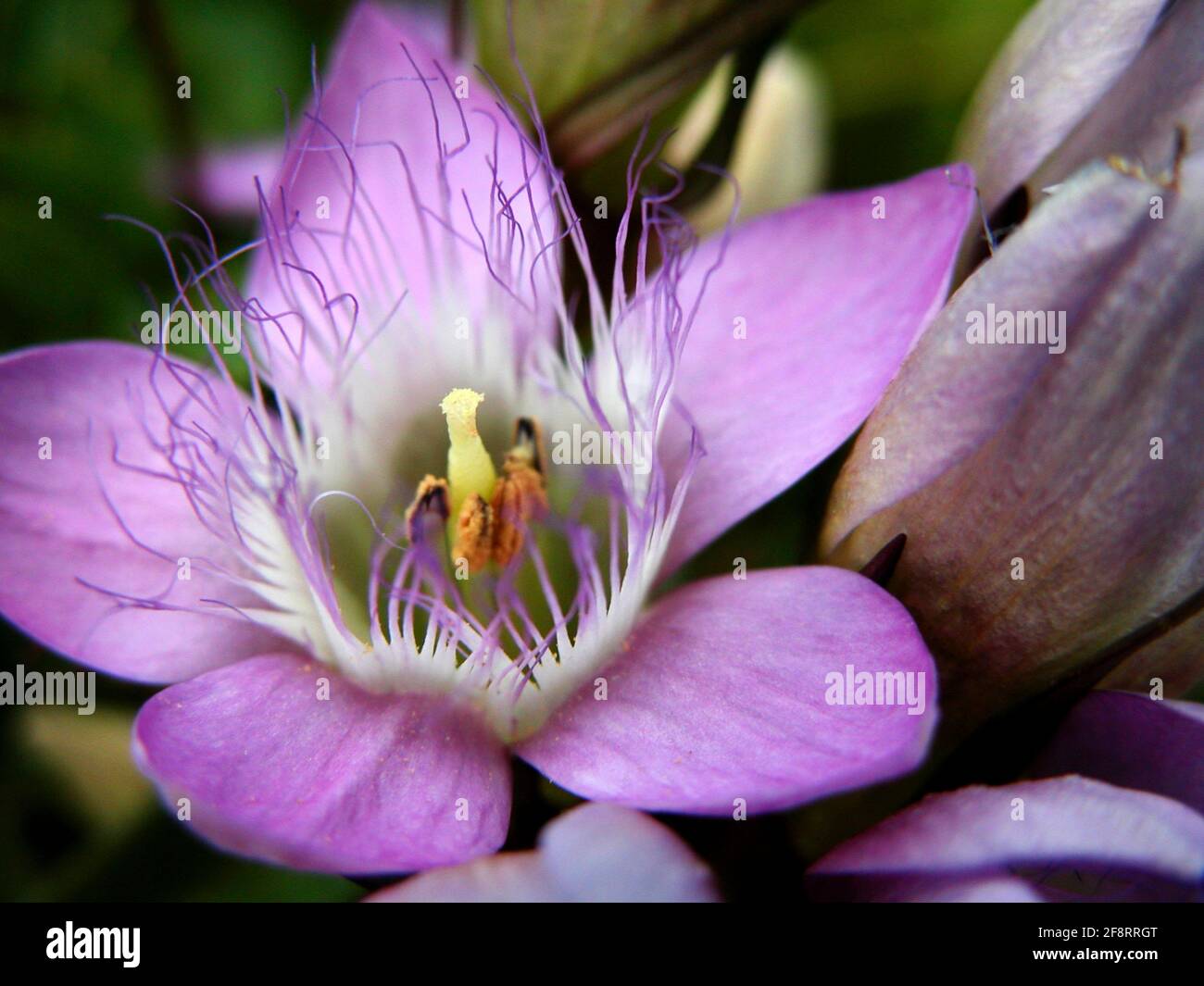 German Gentian, Chiltern Gentian (Gentiana germanica, Gentianella germanica), flower, Austria Stock Photo