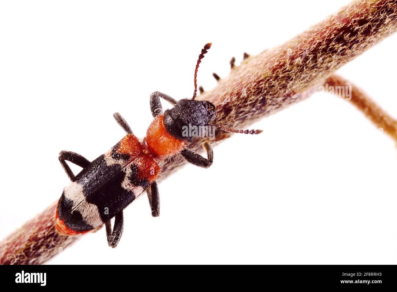 Ant beetle, European Red-bellied Clerid (Thanasimus formicarius), on a stem, cut-out Stock Photo