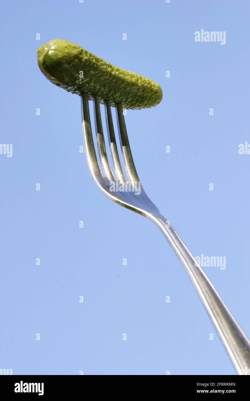 cucumber (Cucumis sativus), pickle skewered on a fork Stock Photo