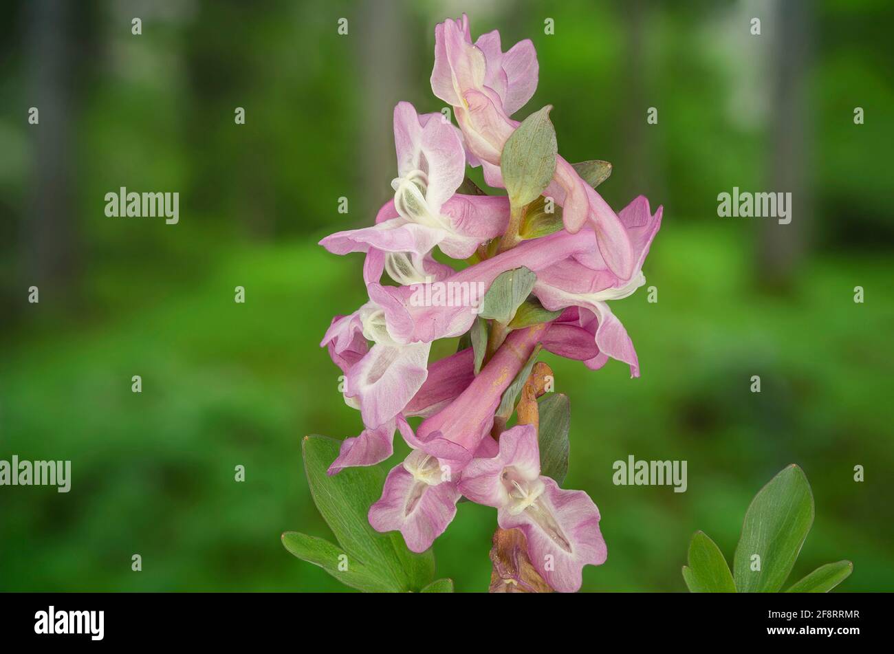 bulbous corydalis, fumewort (Corydalis cava, Corydalis bulbosa), inflorescence, Germany, Bavaria Stock Photo