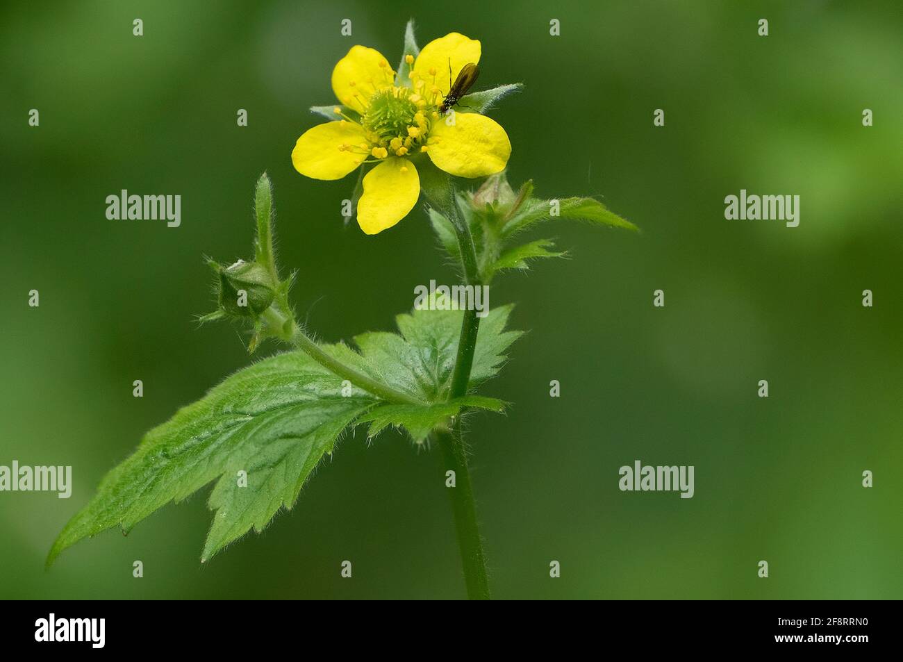 common avens, wood avens, clover-root (Geum urbanum), blooming, Germany, Bavaria Stock Photo