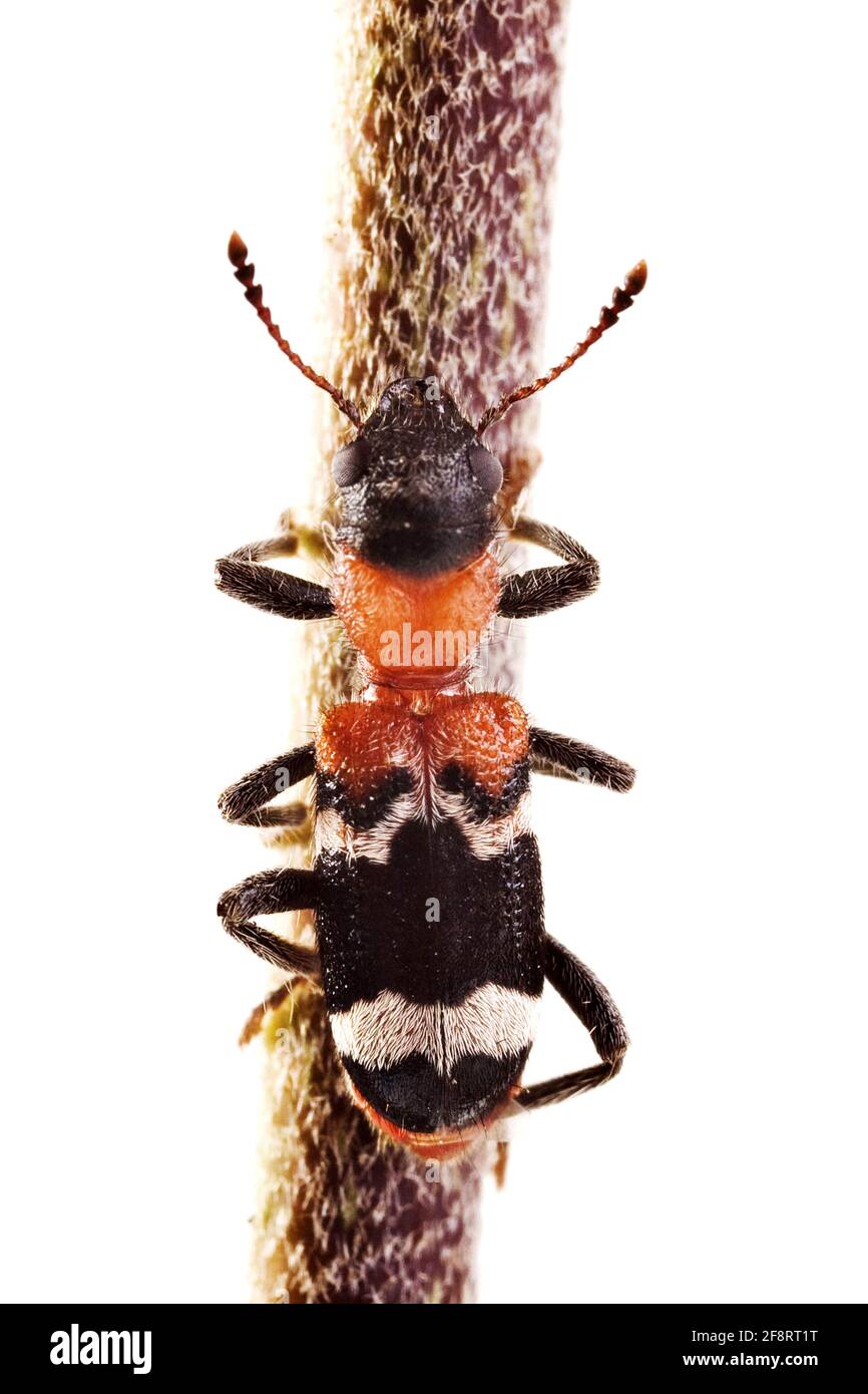 Ant beetle, European Red-bellied Clerid (Thanasimus formicarius), on a stem, cut-out Stock Photo