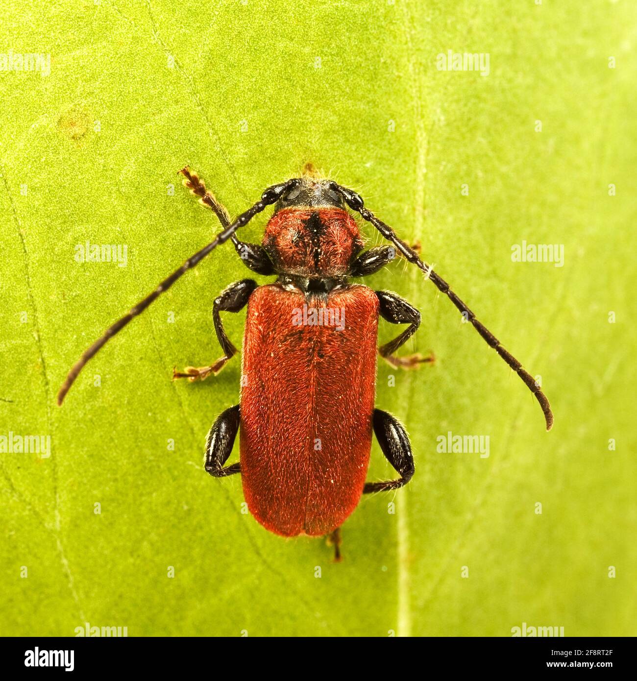 Welsh oak longhorn beetle pyrrhidium hi-res stock photography and ...