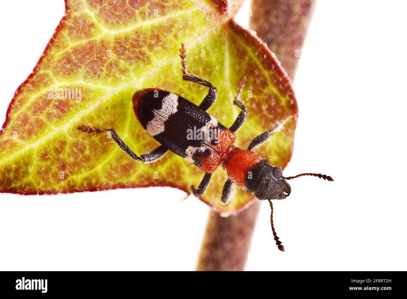 Ant beetle, European Red-bellied Clerid (Thanasimus formicarius), sits on an ivy leaf Stock Photo