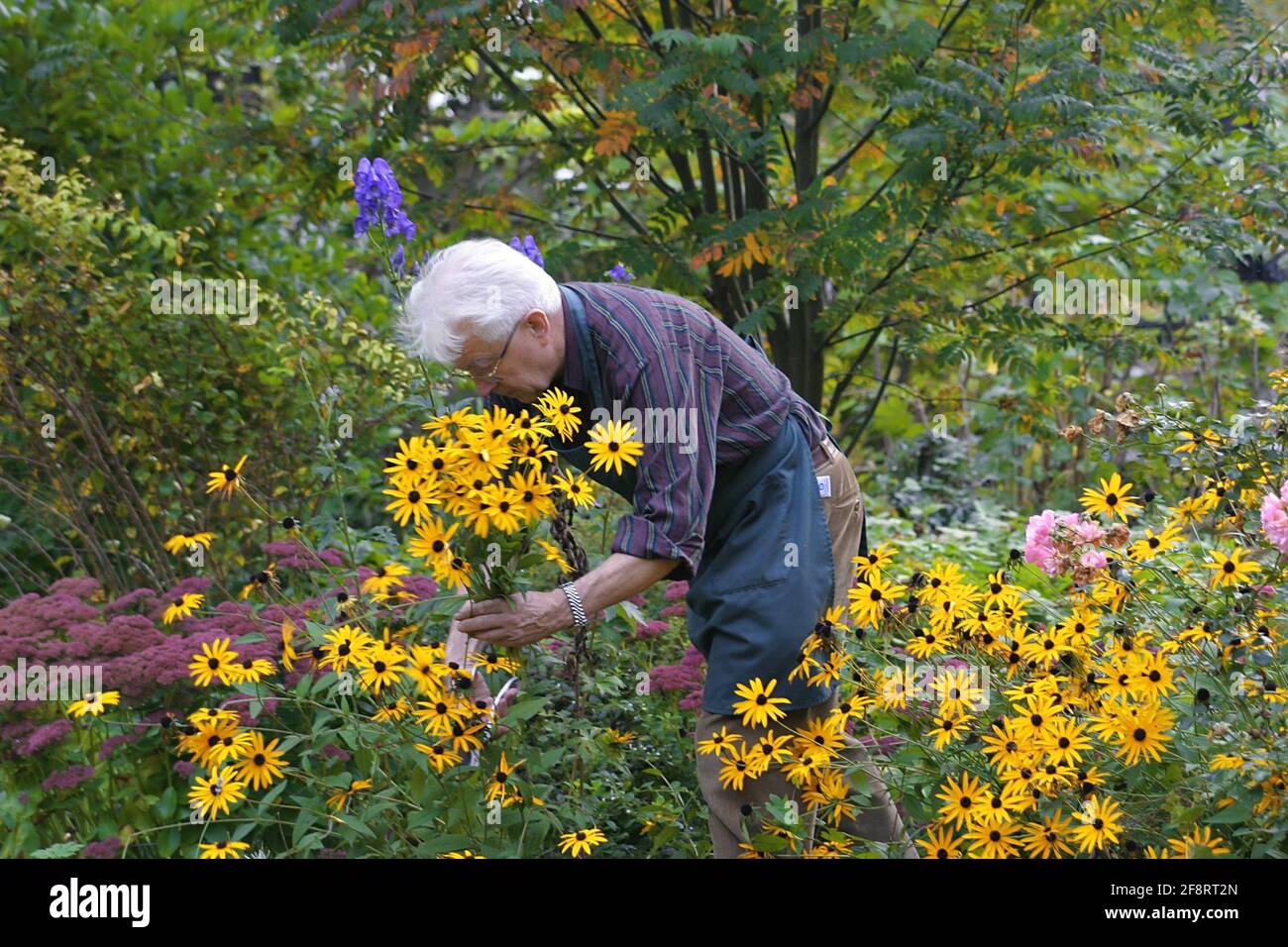 gardener cutting flowers, Austria Stock Photo