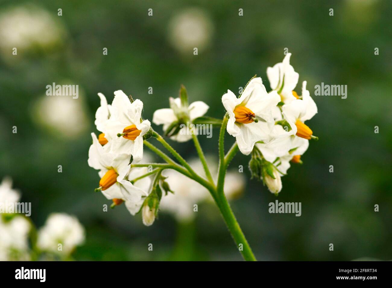 potato (Solanum tuberosum), potato flowers Stock Photo
