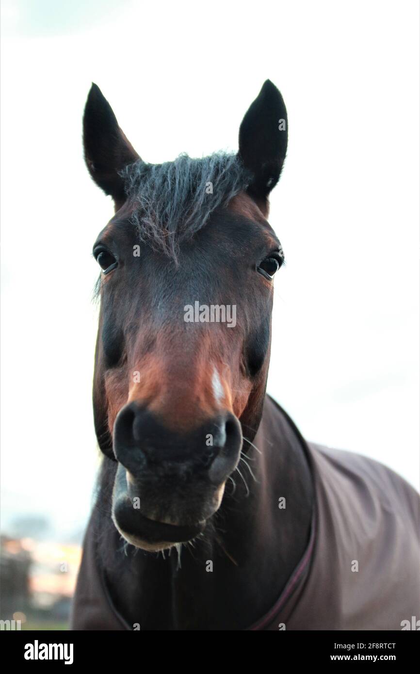 Head of a brown horse as a close up portrait Stock Photo