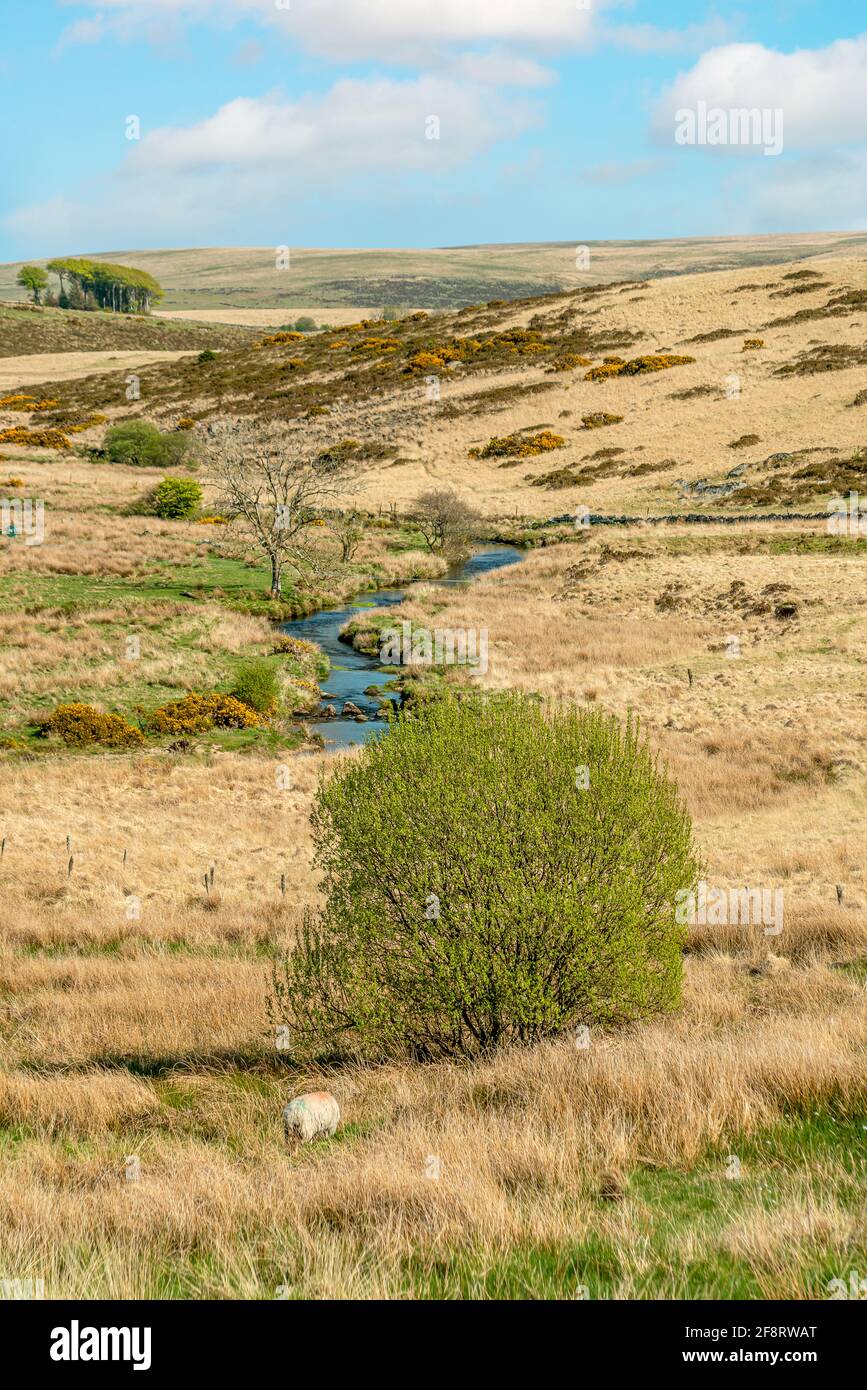 Pasture land at the Dartmoor National Park, Devon, England, UK Stock Photo