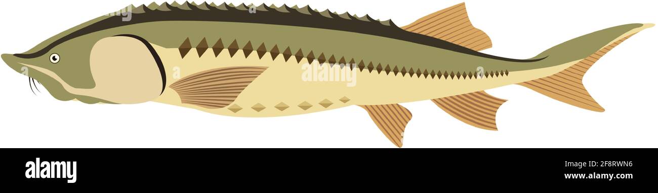 Vector fish rare huso freshwater species illustration Stock Vector