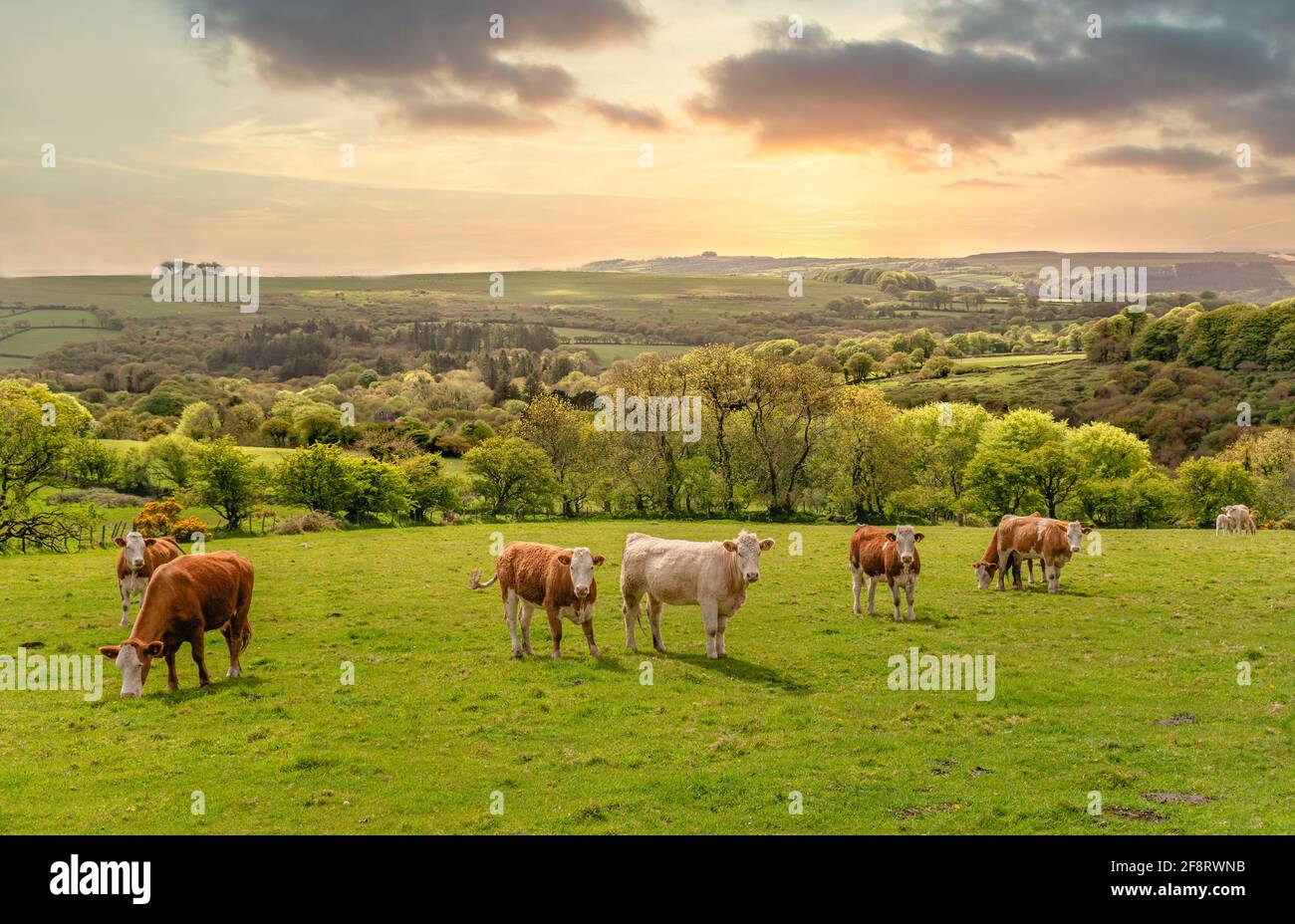 Cattle in a landscape at the Dartmoor National Park at dusk, Devon, England, UK Stock Photo