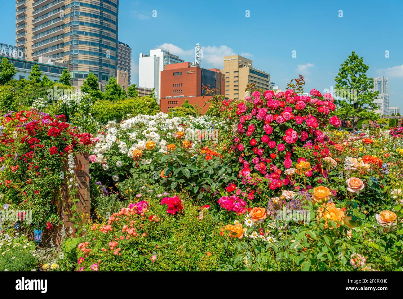 Three Rose Garden At Yamashita Park At The Yokohama Waterfront Kanagawa Japan Stock Photo Alamy