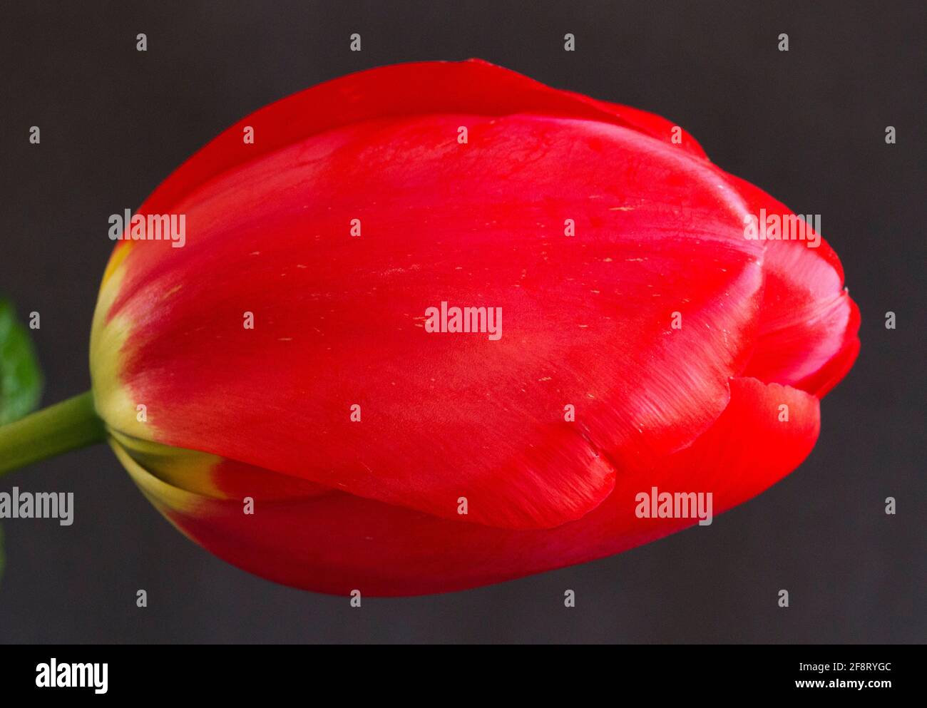 The Tulip is a popular garden and cut flower. They originated in the Middle East and were the symbol of the Ottoman Empire. Stock Photo