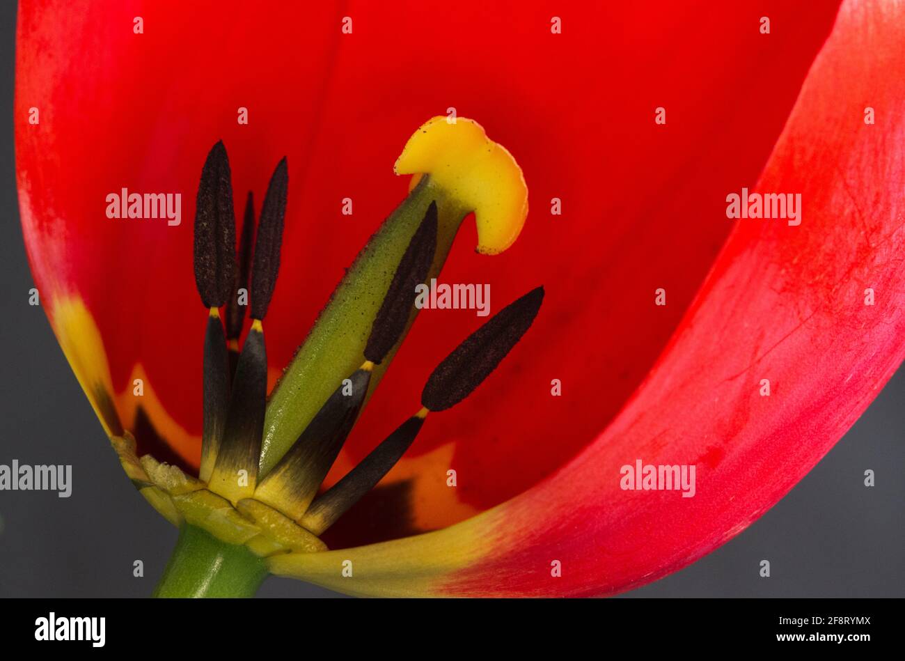 The Pistil and stamens deep inside the tulip flower are the reproductive parts. The stamen produce the pollen but many hybrid cultivars are sterile Stock Photo