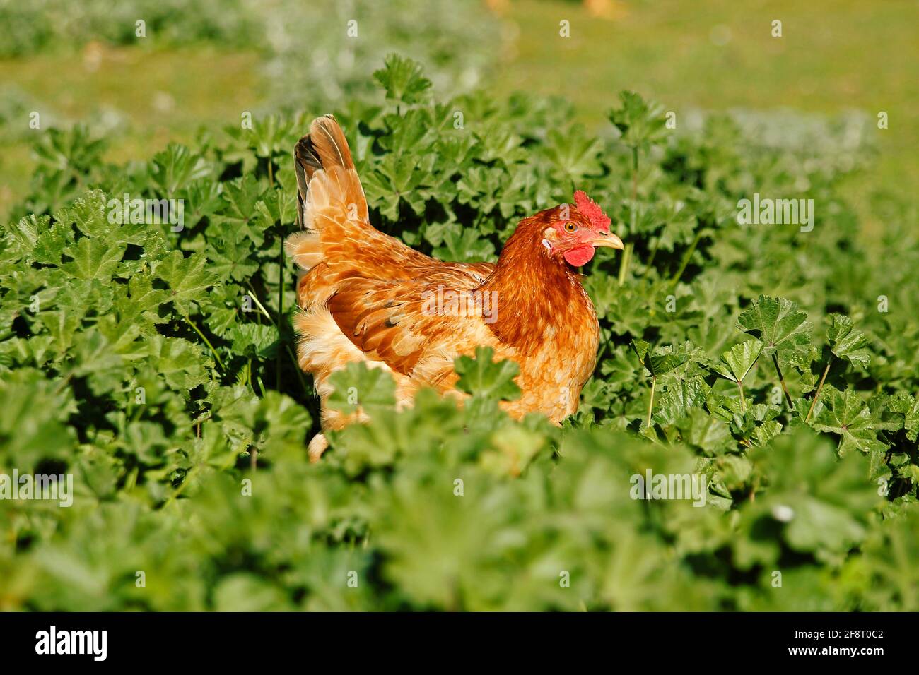Hen. Stock Photo