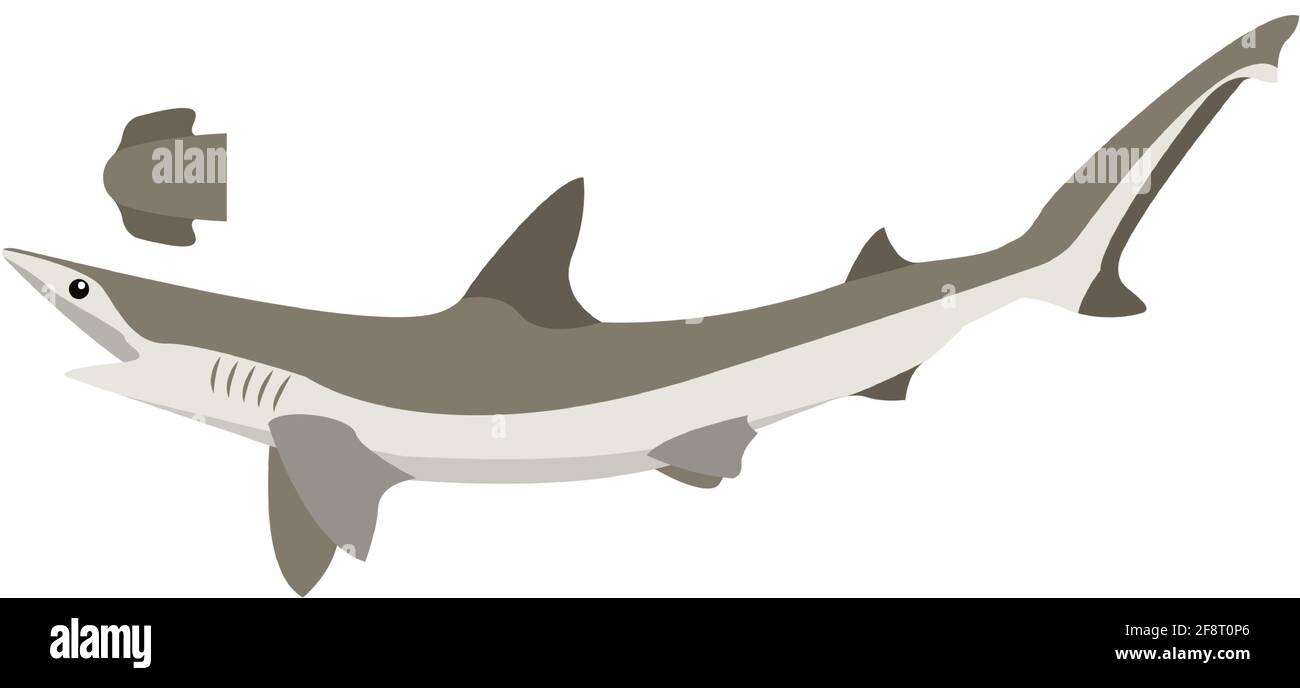 Bonnethead Shark Drawing Figure Of A Bonnethead Shark, Drawn And