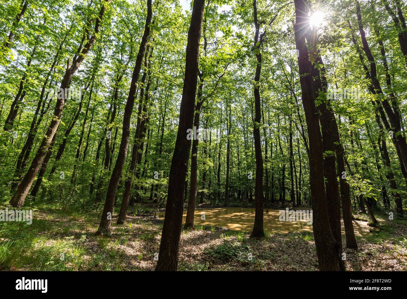 Sunlight in the green forest hi-res stock photography and images - Alamy