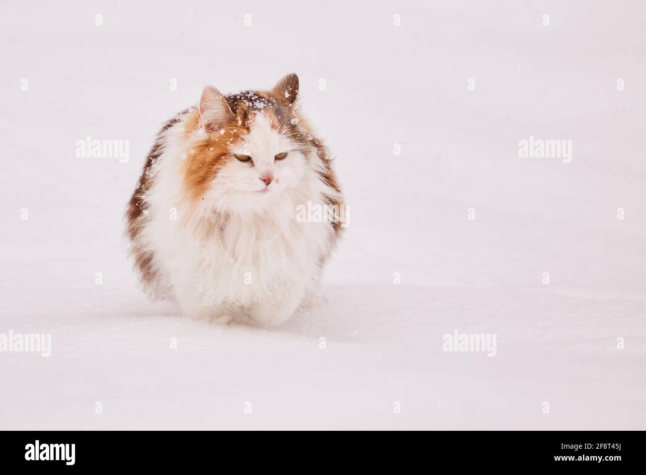A large and fluffy tortoiseshell cat in deep snow Stock Photo Alamy