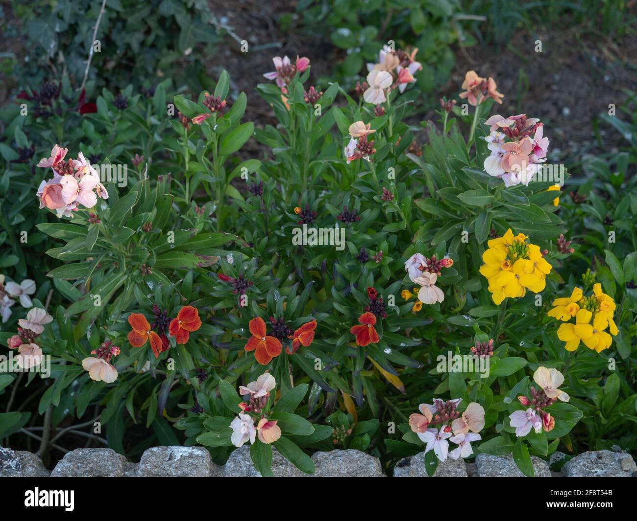 Wallflowers Uk High Resolution Stock Photography and Images - Alamy