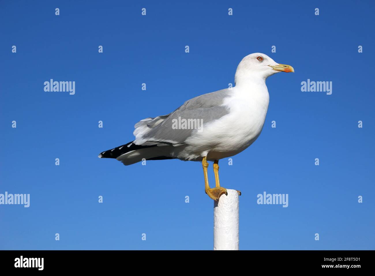 Single seagull with folded wings and closed beak against blue sky Stock Photo