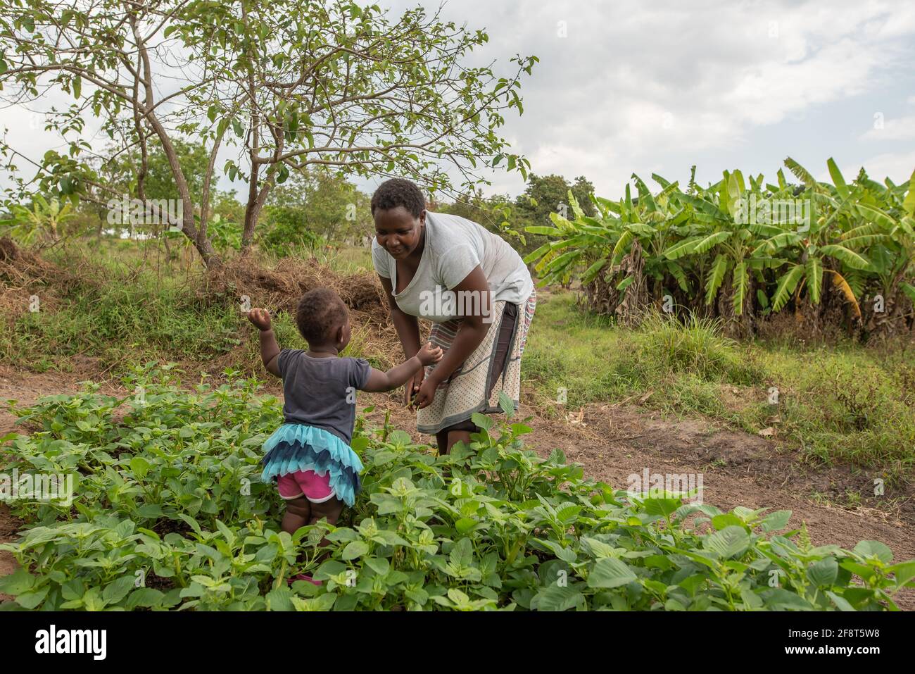 Dodoma, Tanzania. 08-18-2019. A mother is working in the plantation field while her baby daughter want her mother to carry her in the arms. Stock Photo