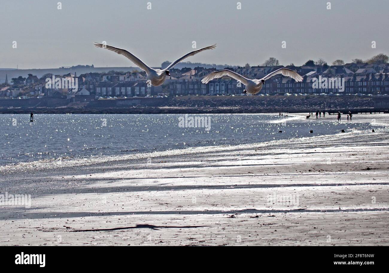 Portobello, Edinburgh, Scotland, UK weather. 15th April 2021. Quiet sunny start at Portobello seaside, blessed with a fly past from two Mute Swans. Stock Photo