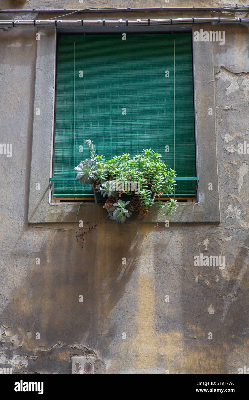 Succulents Growing in a Window Box in Florence, Italy Stock Photo