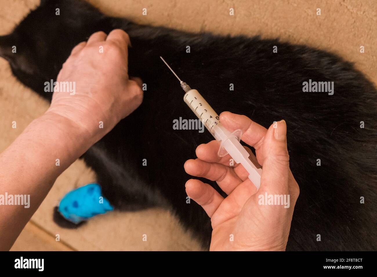 Veterinarian doctor giving an injection to an unhealthy black cat with a sore bandaged paw. Stock Photo