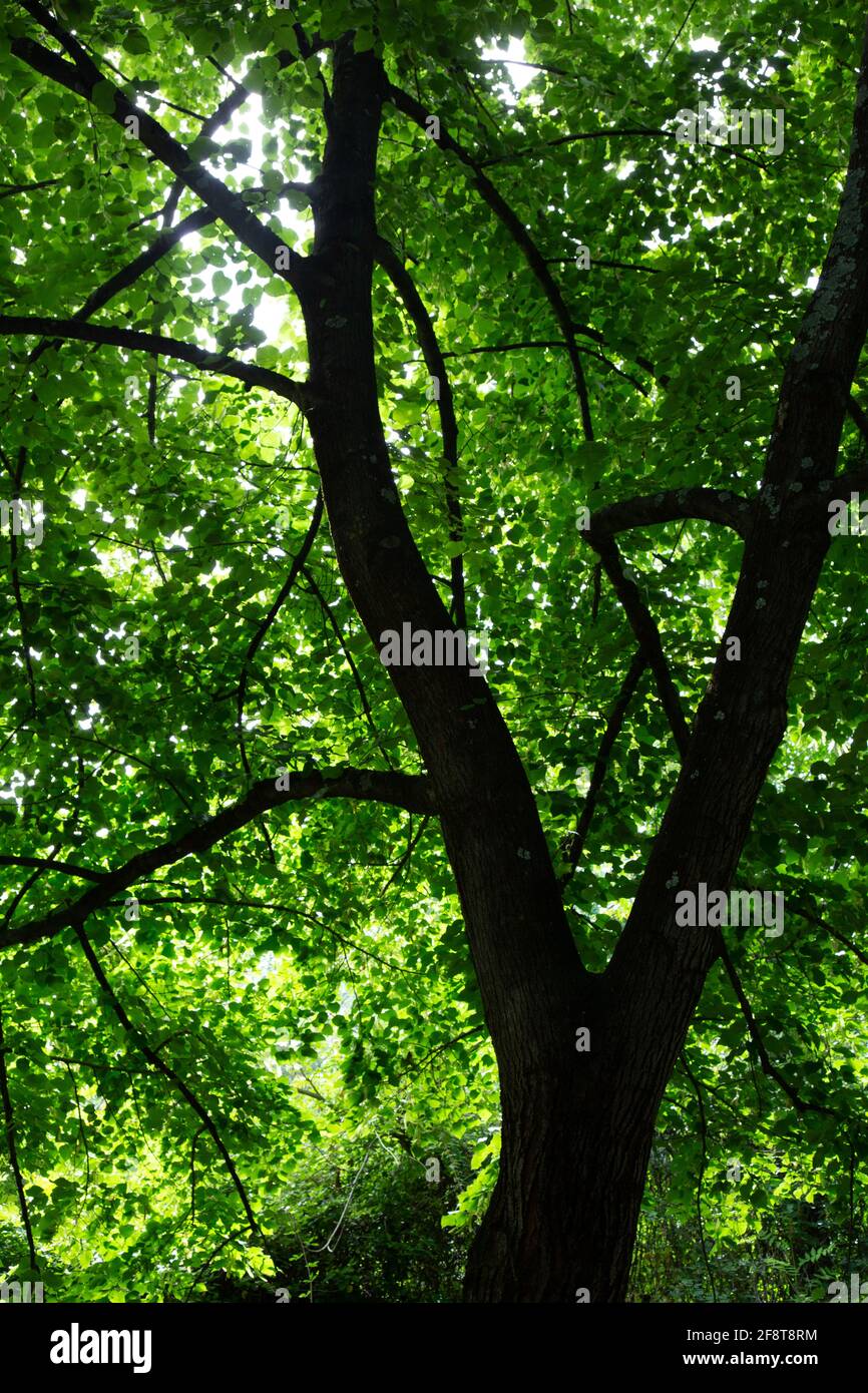 Sunlight Shining Through Leaves on a Tree Stock Photo
