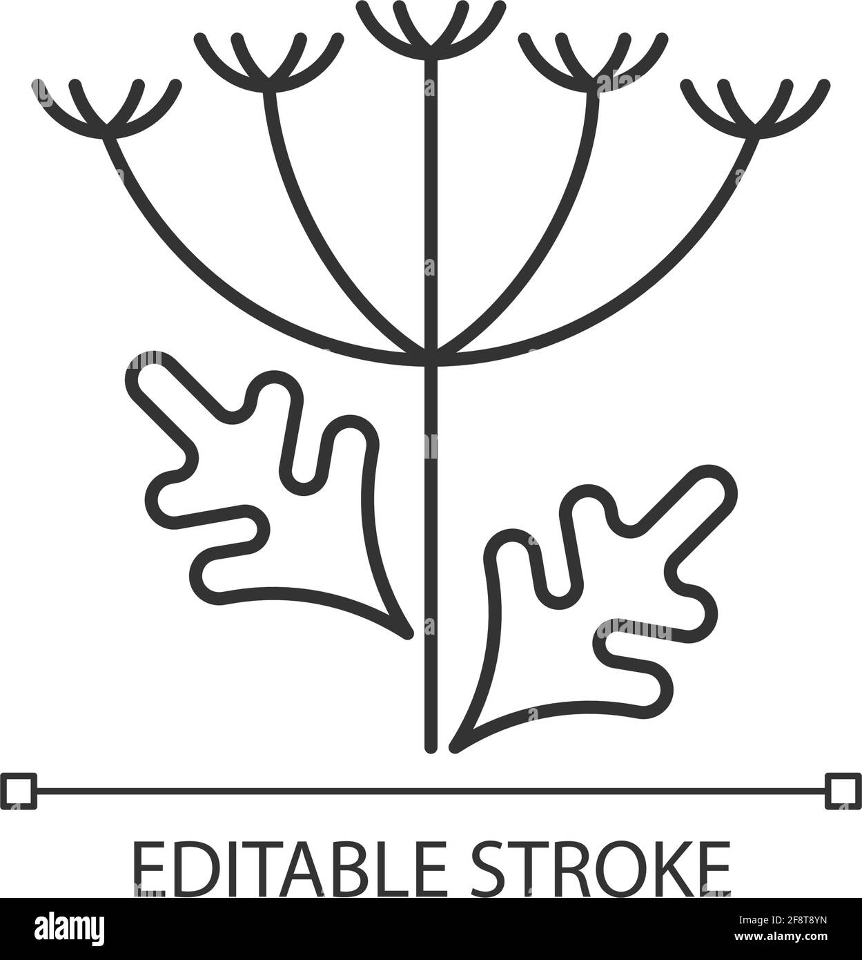 Queen Annes lace linear icon Stock Vector Image \u0026 Art - Alamy, image size:1249x1390