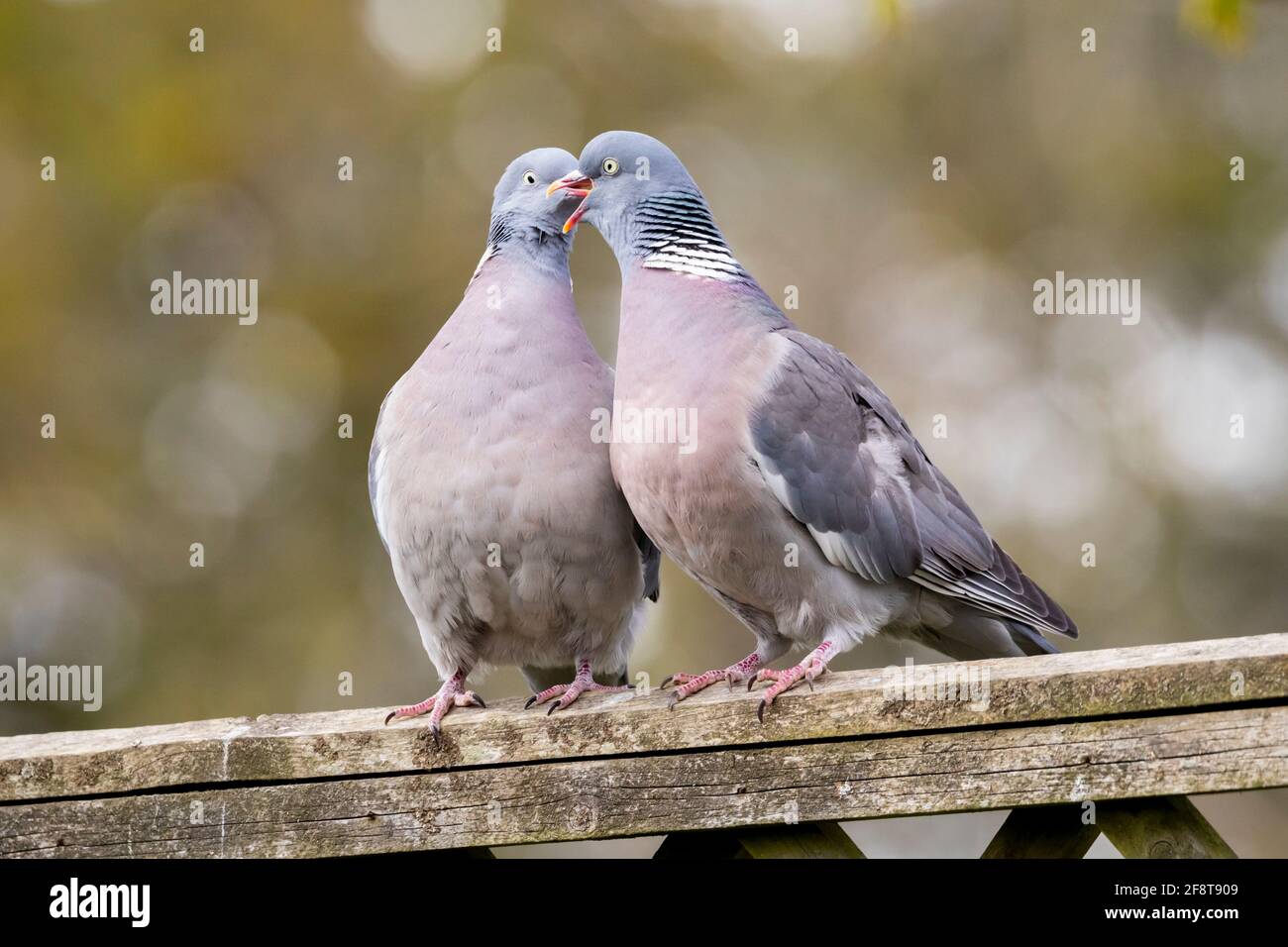 Wood pigeons kissing(Columba palumbus) Stock Photo