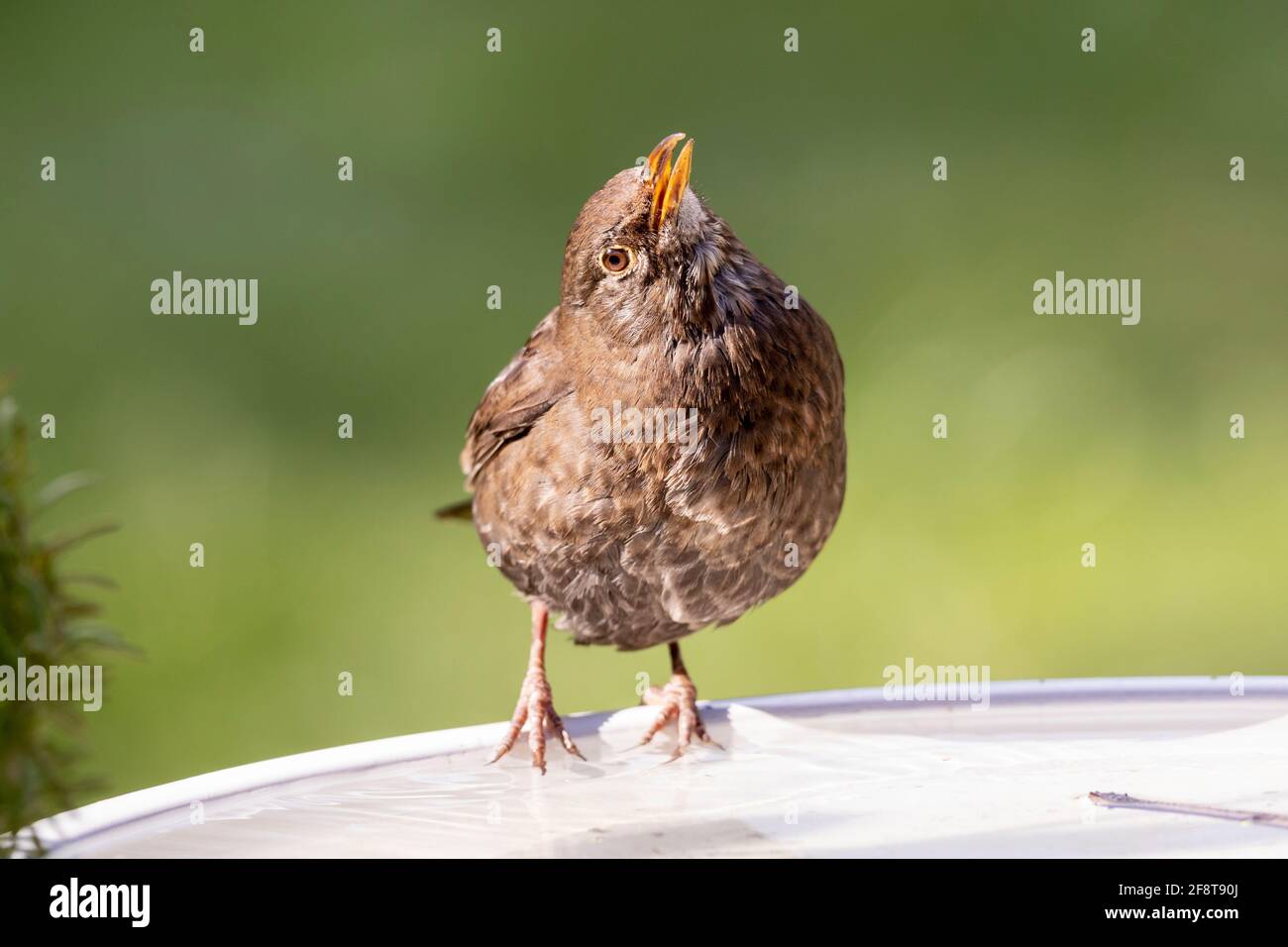 Female Blackbird on bird bath(Turdus merula) Stock Photo