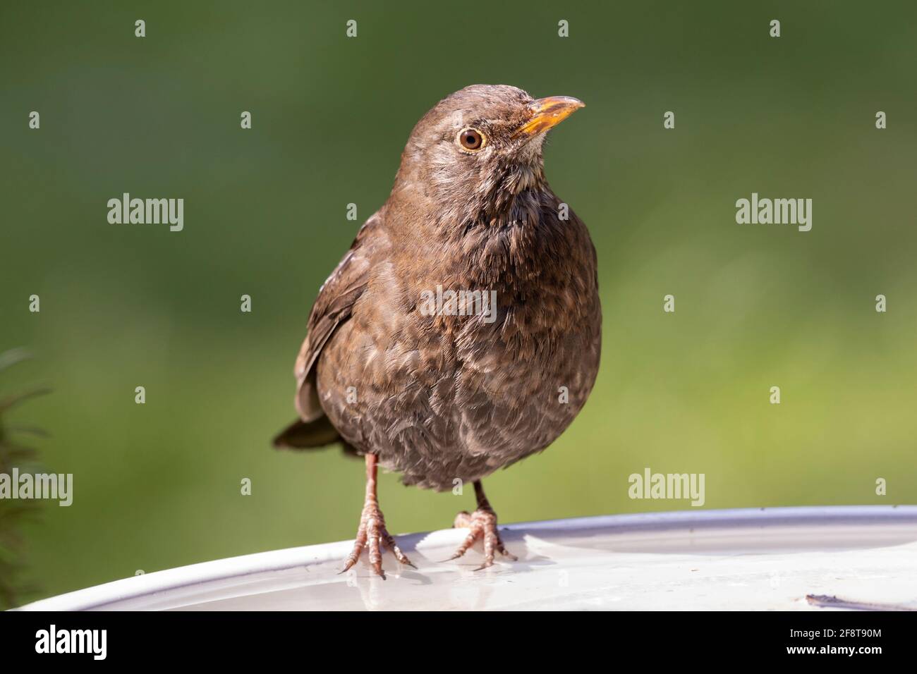 Female Blackbird on bird bath(Turdus merula) Stock Photo