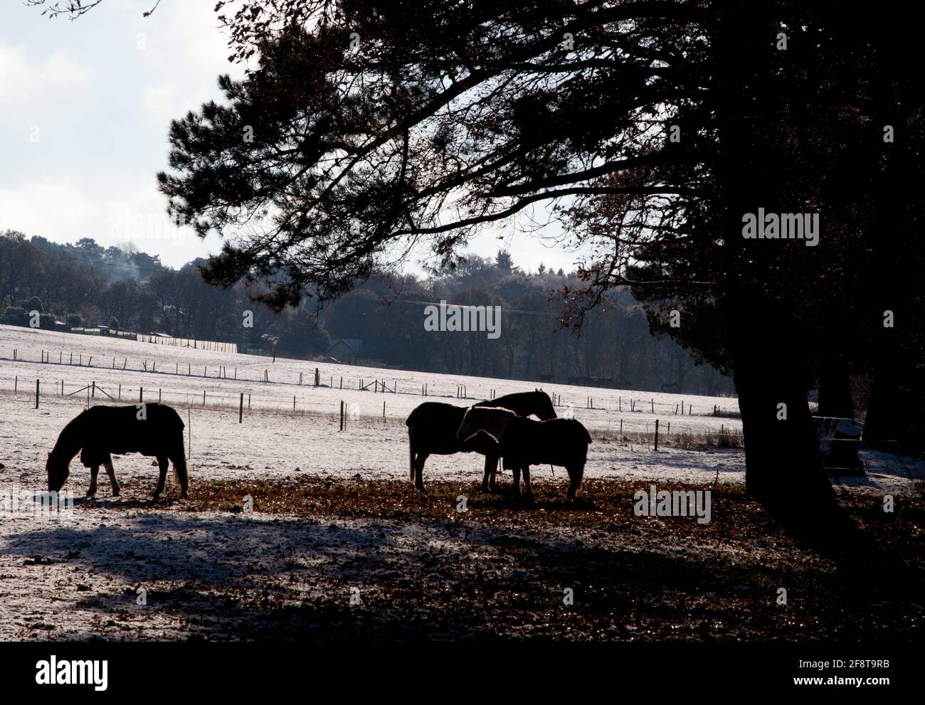 semi-silhouette of backlit horses under a pine tree in a frosty sunny field Stock Photo