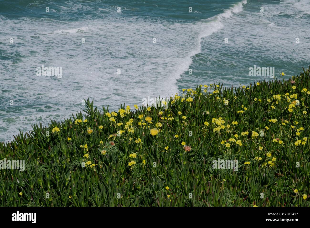 Bermuda Buttercup on a cliff with the Atlantic ocean as background, Portugal Stock Photo