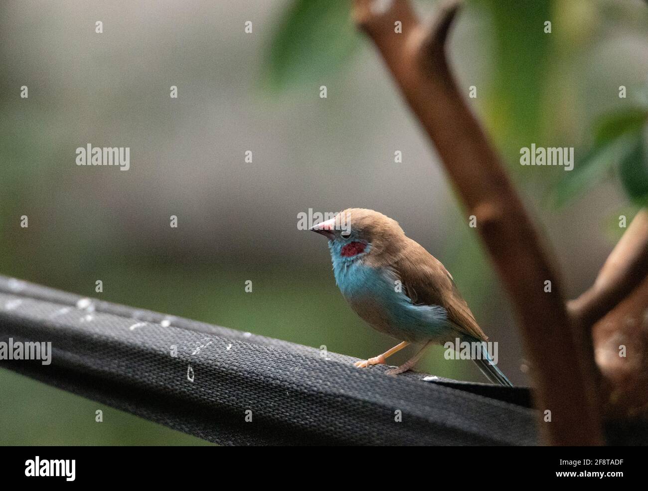 Male Red Cheeked Cordon Bleu bird Uraeginthus bengalus is a tiny bird that comes from Africa Stock Photo