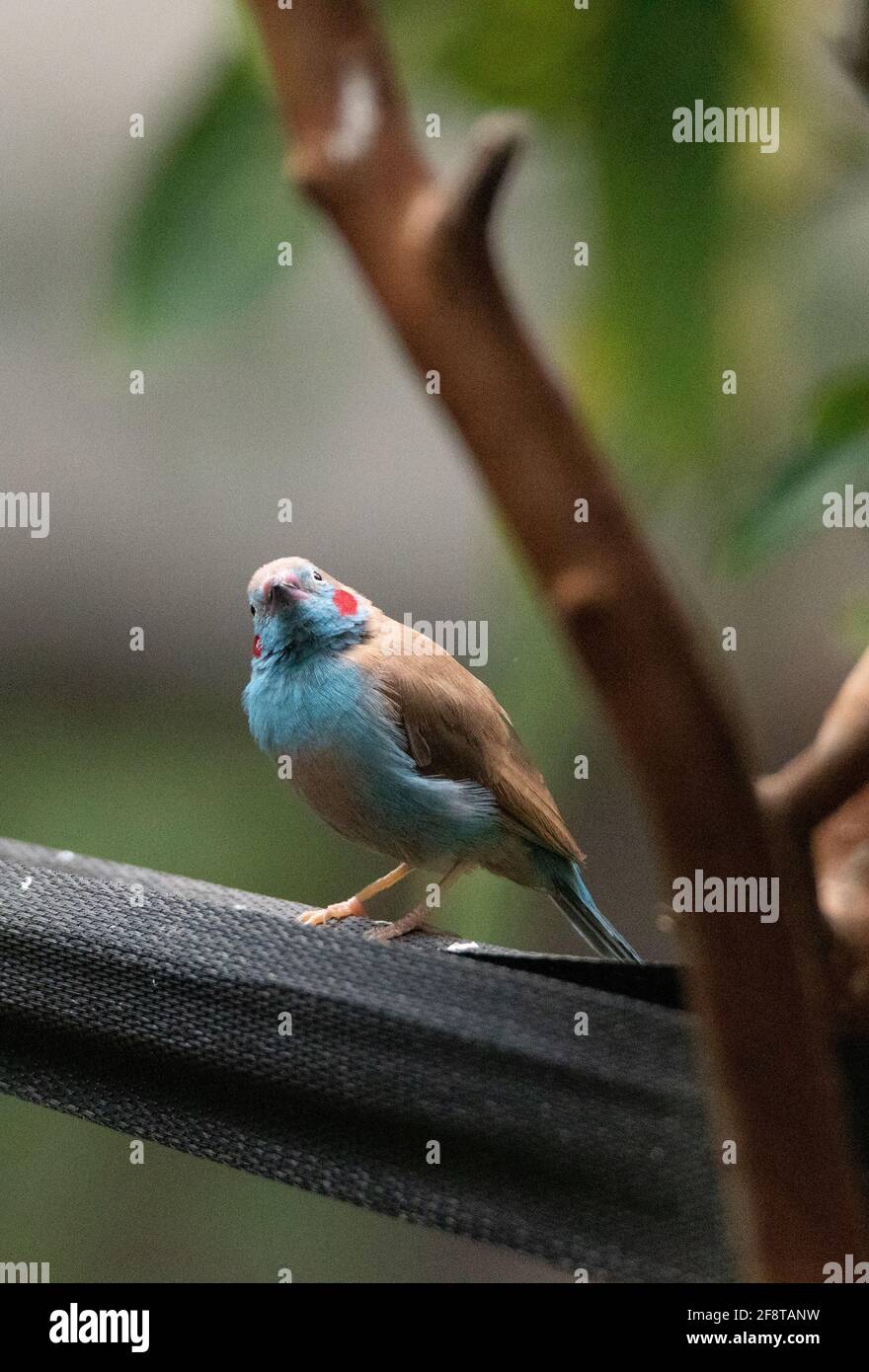 Male Red Cheeked Cordon Bleu bird Uraeginthus bengalus is a tiny bird that comes from Africa Stock Photo