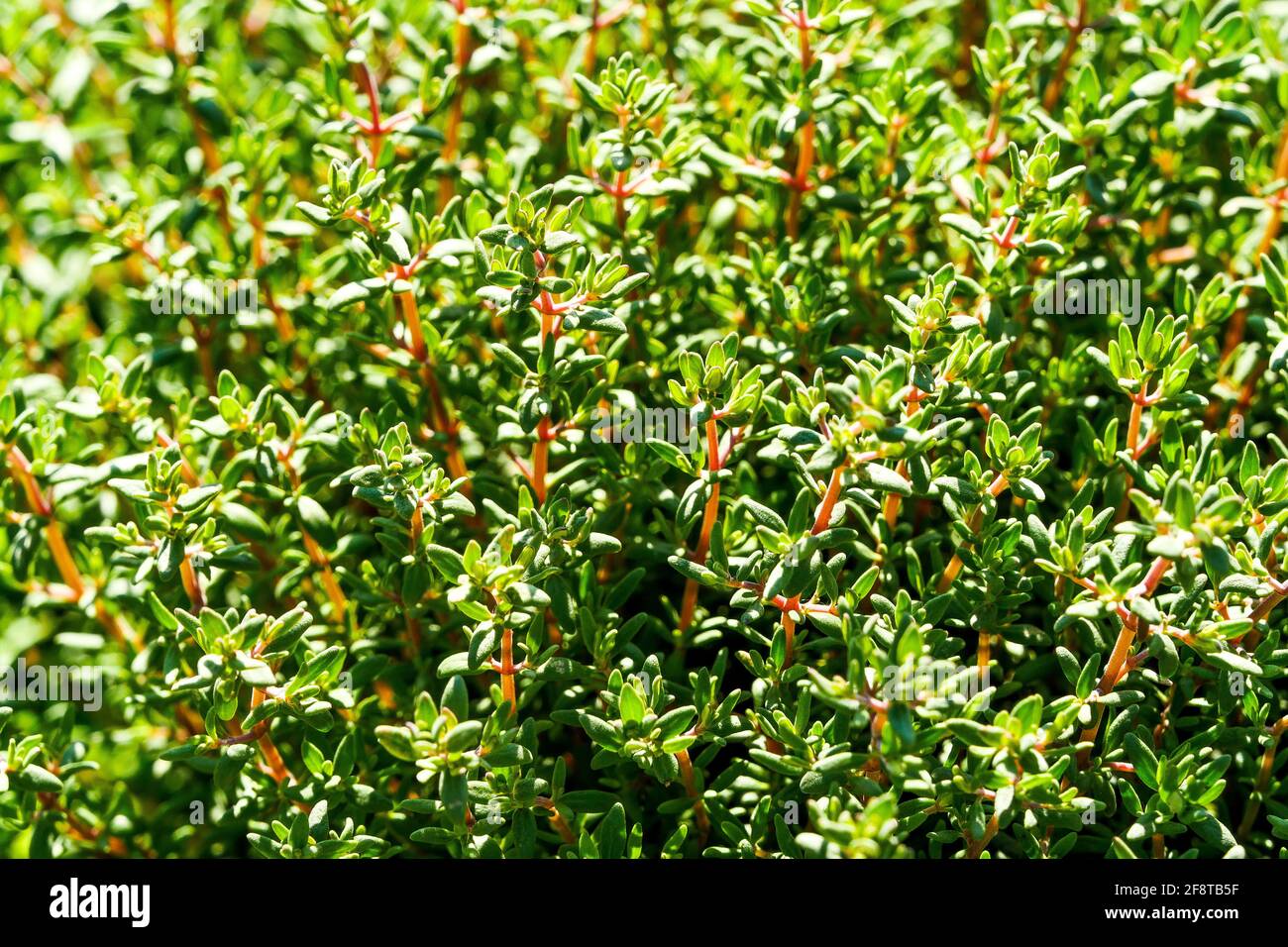 Thyme plant, Bron, France Stock Photo Alamy