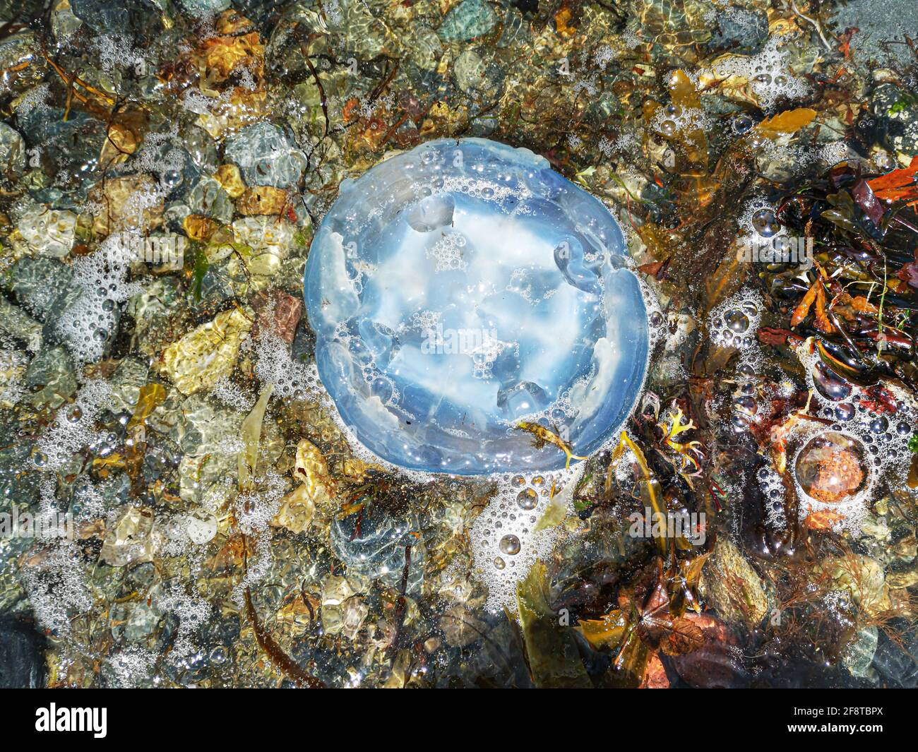 This beautiful jellyfish (Cyanea lamarckii) is often seen around the UK