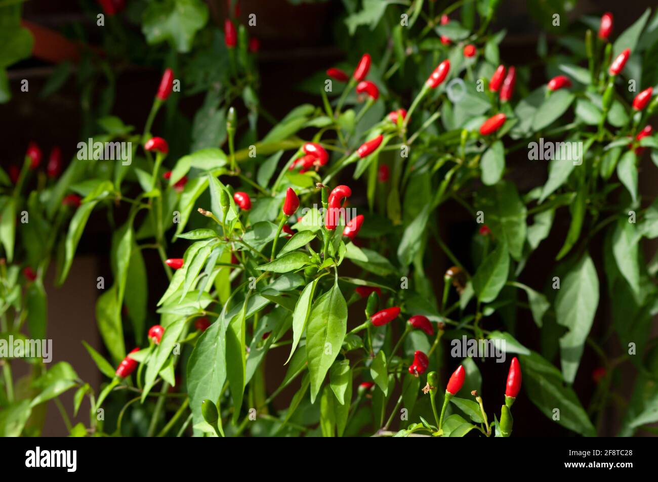 Small Chilli Pepper Plant Growth, A group of red peppers, plant growing on balcony garden. Stock Photo