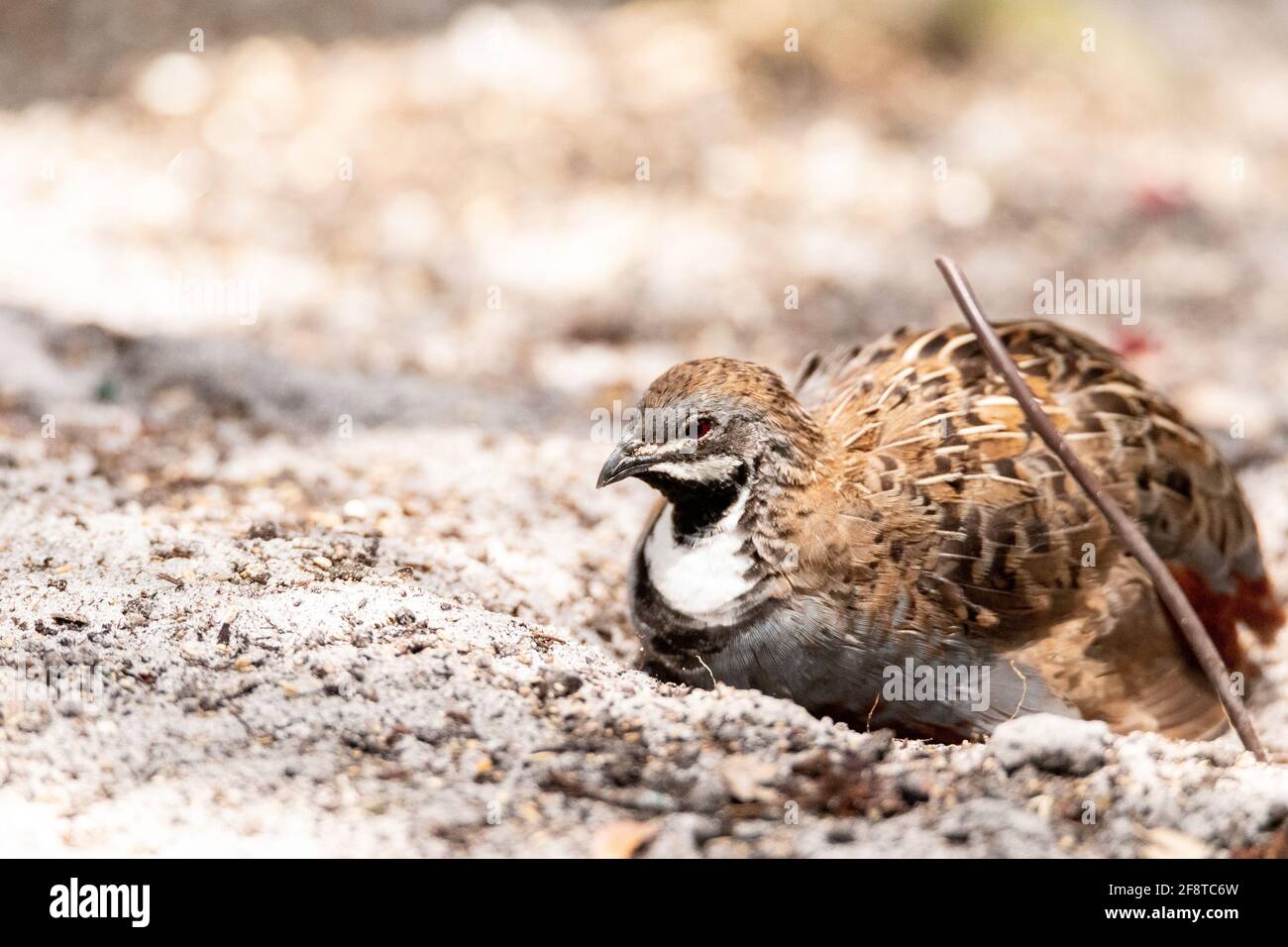 Coper and silver male king quail Coturnix chinensis is often found in Asia. Stock Photo