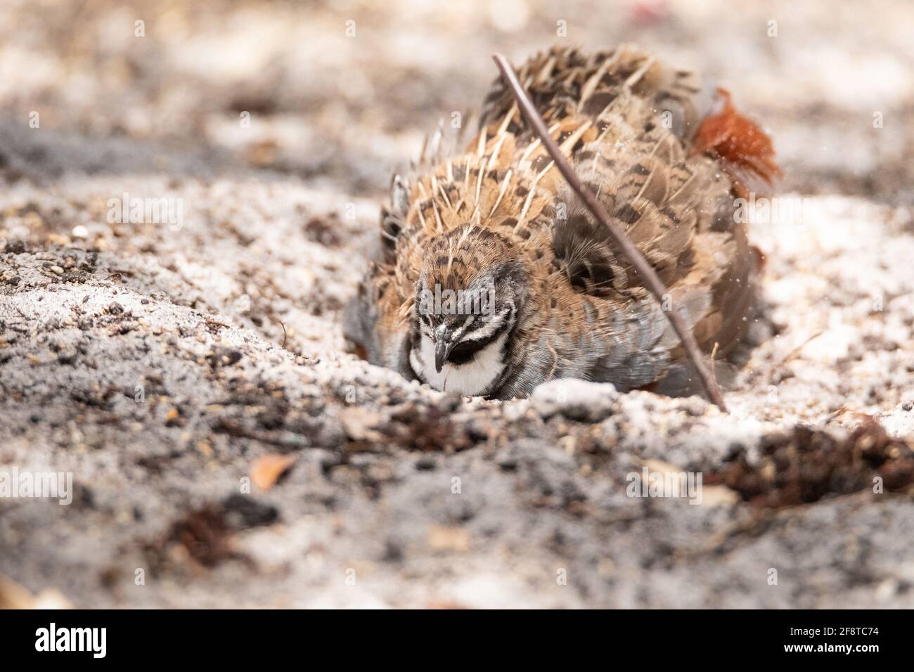 Coper and silver male king quail Coturnix chinensis is often found in Asia. Stock Photo