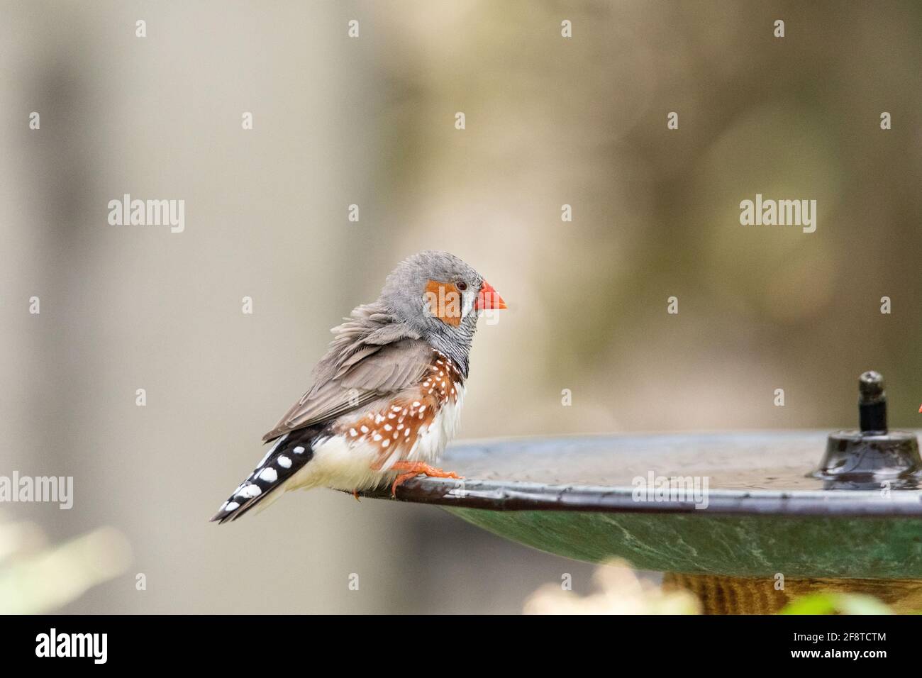 Male Zebra Finch bird Taeniopygia guttata on the edge of a bird bath in