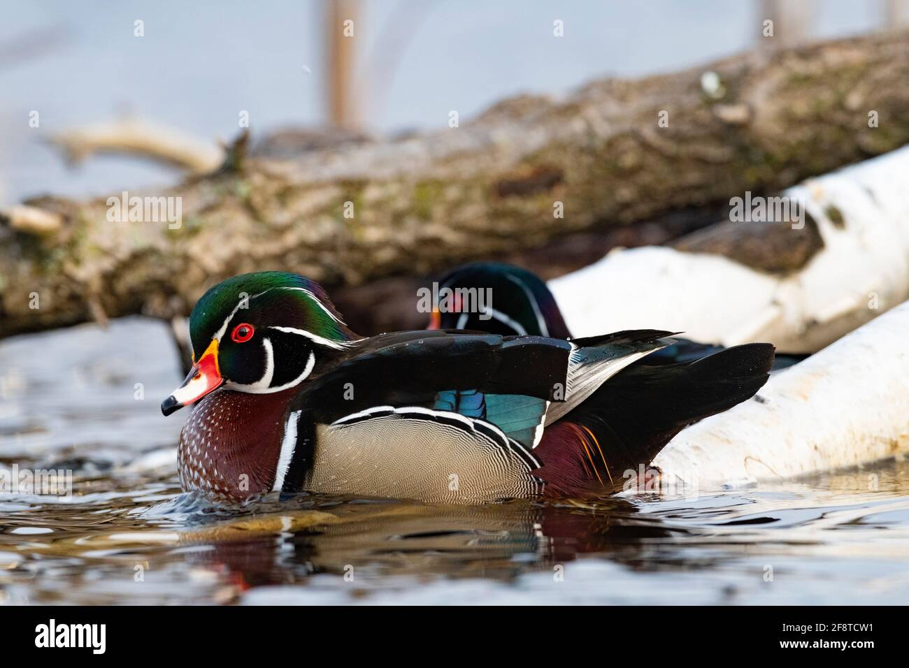 Spring Drake Ing A drake Woodduck on a spring day in Minnesota Stock Photo - Alamy