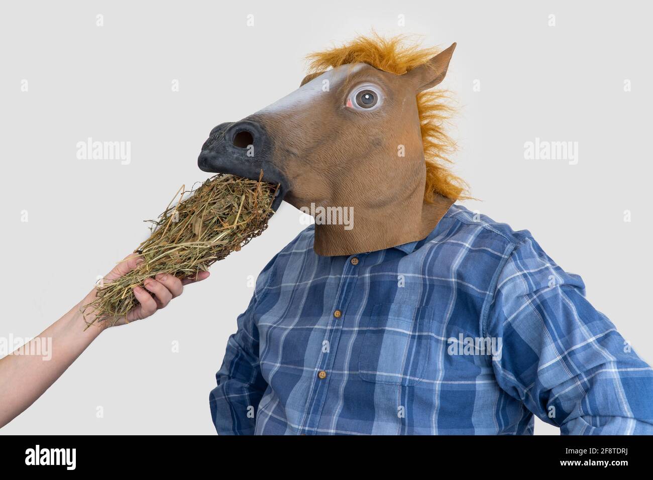 man in horse mask. woman feeds hay to a horse. Stock Photo