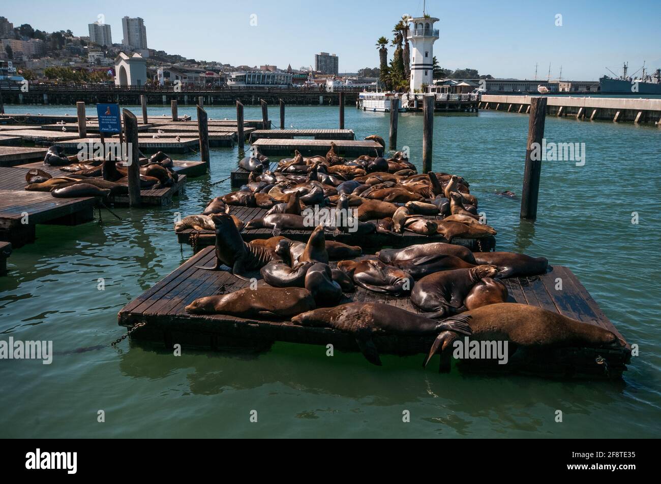 PIER 39  The Marine Mammal Center